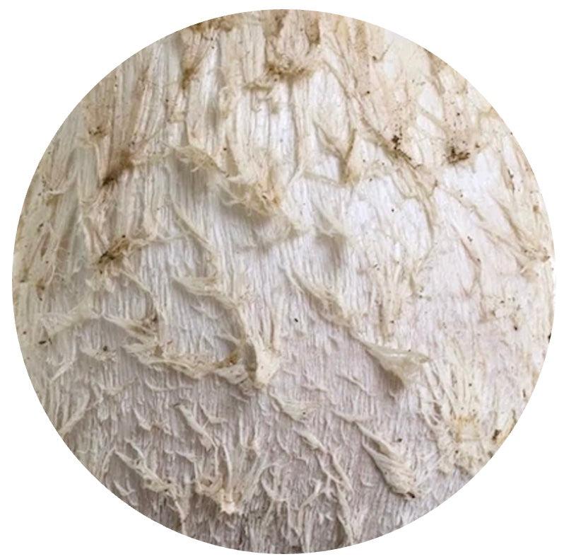 shaggy mane mushroom